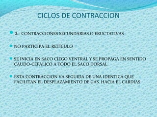 CICLOS DE CONTRACCION
2.- CONTRACCIONES SECUNDARIAS O ERUCTATIVAS
NO PARTICIPA EL RETÍCULO
SE INICIA EN SACO CIEGO VENTRAL Y SE PROPAGA EN SENTIDO
CAUDO-CEFALICO A TODO EL SACO DORSAL
ESTA CONTRACCION VA SEGUIDA DE UNA IDENTICA QUE
FACILITAN EL DESPLAZAMIENTO DE GAS HACIA EL CARDIAS
 