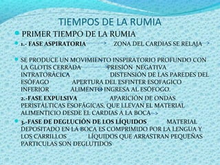 TIEMPOS DE LA RUMIA
PRIMER TIEMPO DE LA RUMIA
1.- FASE ASPIRATORIA ZONA DEL CARDIAS SE RELAJA
SE PRODUCE UN MOVIMIENTO INSPIRATORIO PROFUNDO CON
LA GLOTIS CERRADA PRESIÓN NEGATIVA
INTRATORÁCICA DISTENSIÓN DE LAS PAREDES DEL
ESÓFAGO APERTURA DEL ESFINTER ESOFAGICO
INFERIOR ALIMENTO INGRESA AL ESÓFOGO.
2.-FASE EXPULSIVA APARICIÓN DE ONDAS
PERISTÁLTICAS ESOFÁGICAS, QUE LLEVAN EL MATERIAL
ALIMENTICIO DESDE EL CARDIAS A LA BOCA
3.-FASE DE DEGLUCIÓN DE LOS LÍQUIDOS MATERIAL
DEPOSITADO EN LA BOCA ES COMPRIMIDO POR LA LENGUA Y
LOS CARRILLOS LÍQUIDOS QUE ARRASTRAN PEQUEÑAS
PARTICULAS SON DEGLUTIDOS
 