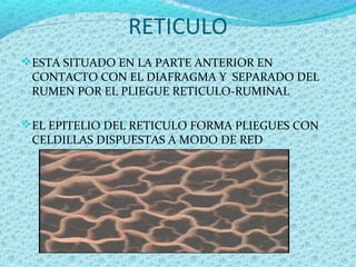 RETICULO
ESTA SITUADO EN LA PARTE ANTERIOR EN
CONTACTO CON EL DIAFRAGMA Y SEPARADO DEL
RUMEN POR EL PLIEGUE RETICULO-RUMINAL
EL EPITELIO DEL RETICULO FORMA PLIEGUES CON
CELDILLAS DISPUESTAS A MODO DE RED
 