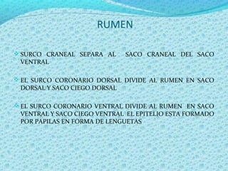 RUMEN
 SURCO CRANEAL SEPARA AL SACO CRANEAL DEL SACO
VENTRAL
 EL SURCO CORONARIO DORSAL DIVIDE AL RUMEN EN SACO
DORSAL Y SACO CIEGO DORSAL
 EL SURCO CORONARIO VENTRAL DIVIDE AL RUMEN EN SACO
VENTRAL Y SACO CIEGO VENTRAL EL EPITELIO ESTA FORMADO
POR PAPILAS EN FORMA DE LENGUETAS
 