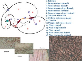 .
1 Retículo
2 Rumen (saco craneal)
3 Rumen (saco dorsal)
4 Rumen (saco ciego dorsal)
5 Rumen (saco ventral)
6 Rumen (saco ciego ventral)
7 Omaso 8 Abomaso
9 Orificio retículo-omasal
10 Cardias
11 Pliegue retículo-omasal
12 Pilar craneal
13 Pilar longitudinal
14 Pilar caudal
15 Pilar coronario dorsal
16 Pilar coronario ventral
 
