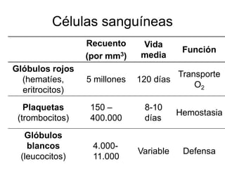 Células sanguíneas
                 Recuento     Vida
                                          Función
                 (por mm3)    media
Glóbulos rojos
                                       Transporte
  (hematíes,     5 millones   120 días
                                           O2
  eritrocitos)
   Plaquetas      150 –        8-10
                                         Hemostasia
 (trombocitos)    400.000      días
  Glóbulos
   blancos        4.000-
                              Variable    Defensa
 (leucocitos)     11.000
 