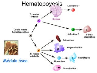 Hematopoyesis                    Linfocitos T


                     C. madre
                     linfoide




     Célula madre
    hematopoyética
                                            Linfocitos B       Célula
                                                             plasmática
                                       Eritrocitos


                                            Megacariocitos

                     C. madre
                     mieloide
                                                      Macrófagos
Médula ósea                     Monocitos


                                       Granulocitos
 