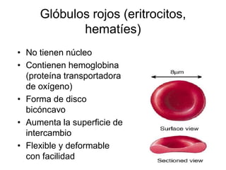 Glóbulos rojos (eritrocitos,
            hematíes)
• No tienen núcleo
• Contienen hemoglobina
  (proteína transportadora
  de oxígeno)
• Forma de disco
  bicóncavo
• Aumenta la superficie de
  intercambio
• Flexible y deformable
  con facilidad
 