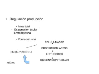 • Regulación producción

        • Masa total
   – Oxigenación tisular
   – Eritropoyetina

        • Formación renal
                               CELULA MADRE

                            PROERITROBLASTOS
  ERITROPOYETINA
                               ERITROCITOS

                            OXIGENACION TISULAR
RIÑON
 
