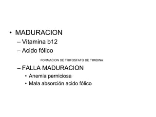 • MADURACION
 – Vitamina b12
 – Acido fólico
         FORMACION DE TRIFOSFATO DE TIMIDINA

 – FALLA MADURACION
   • Anemia perniciosa
   • Mala absorción acido fólico
 