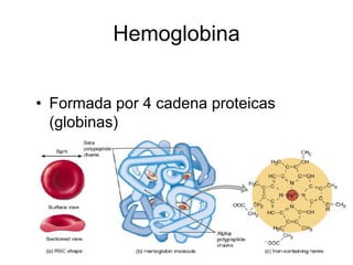 Hemoglobina


• Formada por 4 cadena proteicas
  (globinas)
 