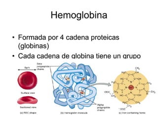 Hemoglobina

• Formada por 4 cadena proteicas
  (globinas)
• Cada cadena de globina tiene un grupo
  hemo.
 