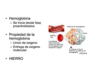 • Hemoglobina
  – Se inicia desde fase
    proeritroblastos

• Propiedad de la
  hemoglobina
  – Union de oxigeno
  – Entrega de oxigeno
    molecular

• HIERRO
 