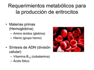 Requerimientos metabólicos para
   la producción de eritrocitos

• Materias primas
  (Hemoglobina)
  – Amino ácidos (globina)
  – Hierro (grupo hemo)


• Síntesis de ADN (división
  celular)
  – Vitamina B12 (cobalamina)
  – Ácido fólico
 
