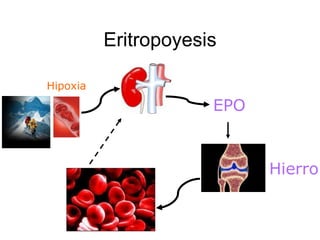 Eritropoyesis

Hipoxia
                      EPO


                            Hierro
 