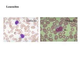 Leucocitos




             Linfocito   Monocito
 