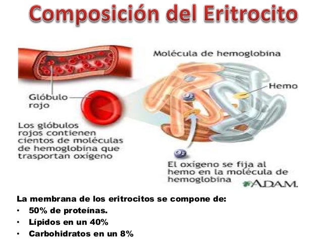 Funciones Generales de la Sangre y Globulos Rojos