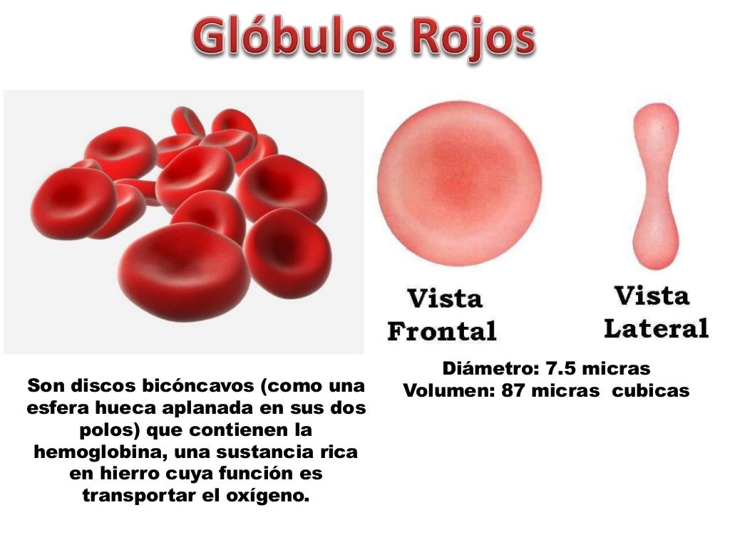 Slide 8 of 21 of Funciones Generales de la Sangre y Globulos Rojos.