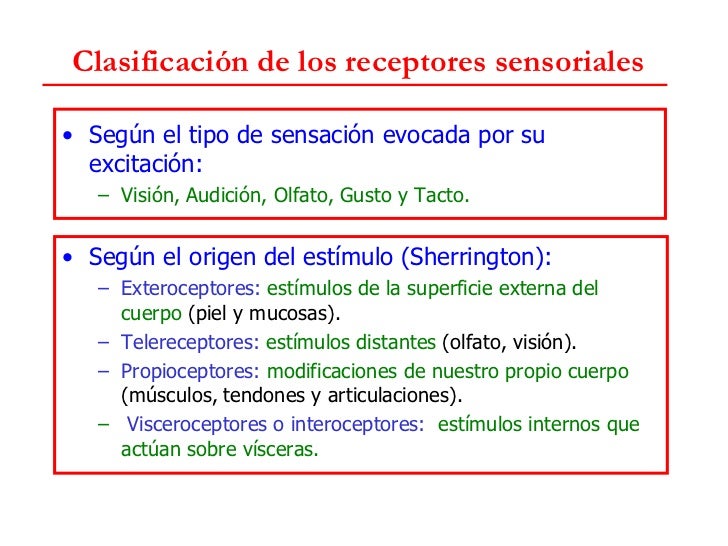 Resultado de imagen de sentidos propioceptores, visceroceptores o interoceptores