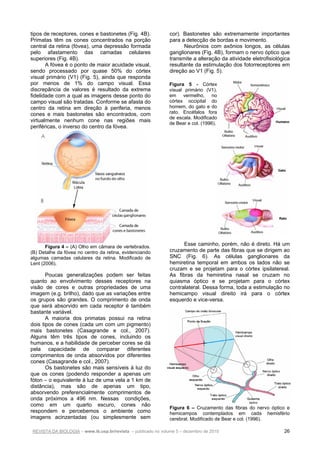 REVISTA DA BIOLOGIA – www.ib.usp.br/revista – publicado no volume 5 – dezembro de 2010 26
tipos de receptores, cones e bastonetes (Fig. 4B).
Primatas têm os cones concentrados na porção
central da retina (fóvea), uma depressão formada
pelo afastamento das camadas celulares
superiores (Fig. 4B).
A fóvea é o ponto de maior acuidade visual,
sendo processado por quase 50% do córtex
visual primário (V1) (Fig. 5), ainda que responda
por menos de 1% do campo visual. Essa
discrepância de valores é resultado da extrema
fidelidade com a qual as imagens desse ponto do
campo visual são tratadas. Conforme se afasta do
centro da retina em direção à periferia, menos
cones e mais bastonetes são encontrados, com
virtualmente nenhum cone nas regiões mais
periféricas, o inverso do centro da fóvea.
Figura 4 – (A) Olho em câmara de vertebrados.
(B) Detalhe da fóvea no centro da retina, evidenciando
algumas camadas celulares da retina. Modificado de
Lent (2006).
Poucas generalizações podem ser feitas
quanto ao envolvimento desses receptores na
visão de cores e outras propriedades de uma
imagem (e.g. brilho), dado que as variações entre
os grupos são grandes. O comprimento de onda
que será absorvido em cada receptor é também
bastante variável.
A maioria dos primatas possui na retina
dois tipos de cones (cada um com um pigmento)
mais bastonetes (Casagrande e col., 2007).
Alguns têm três tipos de cones, incluindo os
humanos, e a habilidade de perceber cores se dá
pela capacidade de comparar diferentes
comprimentos de onda absorvidos por diferentes
cones (Casagrande e col., 2007).
Os bastonetes são mais sensíveis à luz do
que os cones (podendo responder a apenas um
fóton – o equivalente à luz de uma vela a 1 km de
distância), mas são de apenas um tipo,
absorvendo preferencialmente comprimentos de
onda próximos a 496 nm. Nessas condições,
como em um quarto escuro, cones não
respondem e percebemos o ambiente como
imagens acinzentadas (ou simplesmente sem
cor). Bastonetes são extremamente importantes
para a detecção de bordas e movimento.
Neurônios com axônios longos, as células
ganglionares (Fig. 4B), formam o nervo óptico que
transmite a alteração da atividade eletrofisiológica
resultante da estimulação dos fotorreceptores em
direção ao V1 (Fig. 5).
Esse caminho, porém, não é direto. Há um
cruzamento de parte das fibras que se dirigem ao
SNC (Fig. 6). As células ganglionares da
hemiretina temporal em ambos os lados não se
cruzam e se projetam para o córtex ipsilatereal.
As fibras da hemiretina nasal se cruzam no
quiasma óptico e se projetam para o córtex
contralateral. Dessa forma, toda a estimulação no
hemicampo visual direito irá para o córtex
esquerdo e vice-versa.
Figura 6 – Cruzamento das fibras do nervo óptico e
hemicampos contemplados em cada hemisfério
cerebral. Modificado de Bear e col. (1996).
Figura 5 - Córtex
visual primário (V1),
em vermelho, no
córtex occipital do
homem, do gato e do
rato. Encéfalos fora
de escala. Modificado
de Bear e col. (1996).
 