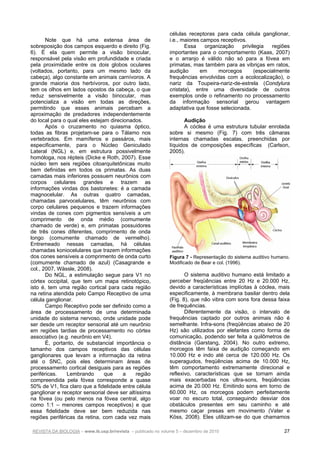 REVISTA DA BIOLOGIA – www.ib.usp.br/revista – publicado no volume 5 – dezembro de 2010 27
Note que há uma extensa área de
sobreposição dos campos esquerdo e direito (Fig.
6). É ela quem permite a visão binocular,
responsável pela visão em profundidade e criada
pela proximidade entre os dois globos oculares
(voltados, portanto, para um mesmo lado da
cabeça), algo constante em animais carnívoros. A
grande maioria dos herbívoros, por outro lado,
tem os olhos em lados opostos da cabeça, o que
reduz sensivelmente a visão binocular, mas
potencializa a visão em todas as direções,
permitindo que esses animais percebam a
aproximação de predadores independentemente
do local para o qual eles estejam direcionados.
Após o cruzamento no quiasma óptico,
todas as fibras projetam-se para o Tálamo nos
vertebrados. Em mamíferos e passáros, mais
especificamente, para o Núcleo Geniculado
Lateral (NGL) e, em estrutura possivelmente
homóloga, nos répteis (Dicke e Roth, 2007). Esse
núcleo tem seis regiões citoarquitetônicas muito
bem definidas em todos os primatas. As duas
camadas mais inferiores possuem neurônios com
corpos celulares grandes e trazem as
informações vindas dos bastonetes: é a camada
magnocelular. As outras quatro camadas,
chamadas parvocelulares, têm neurônios com
corpo celulares pequenos e trazem informações
vindas de cones com pigmentos sensíveis a um
comprimento de onda médio (comumente
chamado de verde) e, em primatas possuidores
de três cones diferentes, comprimento de onda
longo (comumente chamado de vermelho).
Entremeado nessas camadas, há células
chamadas koniocelulares que trazem informações
dos cones sensíveis a comprimento de onda curto
(comumente chamado de azul) (Casagrande e
col., 2007, Wässle, 2008).
Do NGL, a estimulação segue para V1 no
córtex occipital, que tem um mapa retinotópico,
isto é, tem uma região cortical para cada região
na retina atendida pelo Campo Receptivo de uma
célula ganglionar.
Campo Receptivo pode ser definido como a
área de processamento de uma determinada
unidade do sistema nervoso, onde unidade pode
ser desde um receptor sensorial até um neurônio
em regiões tardias de processamento no córtex
associativo (e.g. neurônio em V4).
É, portanto, de substancial importância o
tamanho dos campos receptivos das células
ganglionares que levam a informação da retina
até o SNC, pois eles determinam áreas de
processamento cortical desiguais para as regiões
periféricas. Lembrando que a região
compreendida pela fóvea corresponde a quase
50% de V1, fica claro que a fidelidade entre célula
ganglionar e receptor sensorial deve ser altíssima
na fóvea (ou pelo menos na fóvea central, algo
como 1:1 – menores campos receptivos) e que
essa fidelidade deve ser bem reduzida nas
regiões periféricas da retina, com cada vez mais
células receptoras para cada célula ganglionar,
i.e., maiores campos receptivos.
Essa organização privilegia regiões
importantes para o comportamento (Kaas, 2007)
e o arranjo é válido não só para a fóvea em
primatas, mas também para as vibriças em ratos,
audição em morcegos (especialmente
frequências envolvidas com a ecolocalização), o
nariz da Toupeira-nariz-de-estrela (Condylura
cristata), entre uma diversidade de outros
exemplos onde o refinamento no processamento
da informação sensorial gerou vantagem
adaptativa que fosse selecionada.
Audição
A cóclea é uma estrutura tubular enrolada
sobre si mesmo (Fig. 7) com três câmaras
internas chamadas escalas, preenchidas por
líquidos de composições específicas (Carlson,
2005).
Figura 7 - Representação do sistema auditivo humano.
Modificado de Bear e col. (1996).
O sistema auditivo humano está limitado a
perceber freqüências entre 20 Hz e 20.000 Hz,
devido a características implícitas à cóclea, mais
especificamente, à membrana basilar dentro dela
(Fig. 8), que não vibra com sons fora dessa faixa
de frequências.
Diferentemente da visão, o intervalo de
frequências captado por outros animais não é
semelhante. Infra-sons (freqüências abaixo de 20
Hz) são utilizados por elefantes como forma de
comunicação, podendo ser feita a quilômetros de
distância (Garstang, 2004). No outro extremo,
morcegos têm faixa de audição começando em
10.000 Hz e indo até cerca de 120.000 Hz. Os
superagudos, freqüências acima de 10.000 Hz,
têm comportamento extremamente direcional e
reflexivo, características que se tornam ainda
mais exacerbadas nos ultra-sons, freqüências
acima de 20.000 Hz. Emitindo sons em torno de
60.000 Hz, os morcegos podem perfeitamente
voar no escuro total, conseguindo desviar dos
obstáculos presentes em seu caminho e até
mesmo caçar presas em movimento (Vater e
Köss, 2008). Eles utilizam-se do que chamamos
 