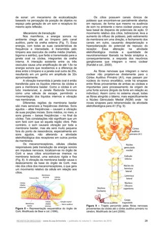 REVISTA DA BIOLOGIA – www.ib.usp.br/revista – publicado no volume 5 – dezembro de 2010 28
de sonar: um mecanismo de ecolocalização
baseado na percepção da posição de objetos no
espaço pela geração de um som e recaptura do
mesmo após reflexão.
Mecanismo de transdução
Nos mamíferos, a energia sonora no
ambiente chega até ao tímpano pelo canal
auditivo, parte da orelha externa (Fig. 7). Essa
energia, com todas as suas características de
frequência e intensidade, é transmitida pelo
tímpano aos ossículos da orelha média (martelo,
bigorna e estribo), que farão a transmissão para a
janela oval na cóclea, integrantes da orelha
interna. A interação existente entre os três
ossículos causa uma amplificação de até 1,6x na
energia sonora que recebemos e a diferença de
área entre o tímpano e a janela oval outra de 20x,
resultando em um ganho em amplitude de 32x
aproximadamente.
A vibração transmitida à janela oval é então
transferida para os líquidos internos da cóclea e
para a membrana basilar. Como a cóclea é um
tubo inextensível, a Janela Redonda funciona
como uma válvula de escape, permitindo a
movimentação dos líquidos internos e vibração
nas membranas.
Diferentes regiões da membrana basilar
são mais sensíveis a freqüências distintas. Sons
agudos – altas freqüências – causam a vibração
de suas porções iniciais. Sons médios, no meio, e
sons graves – baixas freqüências – no final da
cóclea. Tais constatações não significam que um
som fará com que só aquela região vibre. Pelo
contrário, o som causará vibração por toda a
membrana basilar, mas ela será muito pequena
fora do ponto de ressonância, especialmente em
sons agudos, não alterando a atividade
eletrofisiológica dos receptores em outros pontos
da membrana.
Os mecanorreceptores, células ciliadas
responsáveis pela transdução da energia sonora
em impulsos nervosos, localizam-se no órgão de
Corti e seus cílios encontram-se imersos na
membrana tectorial, uma estrutura rígida e fixa
(Fig. 8). A vibração da membrana basilar causa o
deslocamento da base do órgão de Corti, mas
não dos cílios dos mecanorreceptores, o que gera
um movimento relativo da célula em relação aos
cílios.
Figura 8 – Representação esquemática do órgão de
Corti. Modificado de Bear e col. (1996).
Os cílios possuem canais iônicos de
potássio que encontram-se parcialmente abertos
em repouso, de forma que mesmo na ausência
de som no ambiente o nervo coclear possui uma
taxa basal de disparos de potenciais de ação. O
movimento relativo dos cílios, bidirecional, leva a
aumento do influxo de potássio, pelo estiramento
da membrana em uma direção, e fechamento dos
canais em outra, causando despolarização e
hiperpolarização do potencial de repouso do
receptor. Essa alteração na atividade
eletrofisiológica modula a quantidade de
neurotransmissor liberado na fenda sináptica e,
consequentemente, a resposta dos neurônios
ganglionares que integram o nervo coclear
(Kandel e col., 2000).
As fibras nervosas que integram o nervo
coclear não projetam-se diretamente para o
Córtex Auditivo Primário (A1), mas passam por
núcleos do tronco encefálico, onde há sinapses
entre fibras provenientes de ambas as cócleas e
importantes para processamento da origem de
uma fonte sonora (ângulo da fonte em relação ao
indivíduo). Assim como no sistema visual, todas
as fibras atingirão o tálamo, mais especificamente
o Núcleo Geniculado Medial (NGM) onde há
novas sinapses para retransmissão da atividade
eletrofisiológica para A1 (Fig. 9).
Figura 9 – Trajeto percorrido pelas fibras nervosas
provenientes da cóclea até o córtex auditivo primário no
cérebro. Modificado de Lent (2006).
 