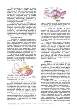 REVISTA DA BIOLOGIA – www.ib.usp.br/revista – publicado no volume 5 – dezembro de 2010 29
Em mamíferos, com exceção do sistema
olfatório, o Tálamo funciona como um
retransmissor de toda informação sensorial que
chega ao SNC. As sinapses que ocorrem nos
diversos núcleos talâmicos tem importante função
de integrar informações entre os diversos
sistemas e de modular o sinal aferente, inclusive
bloqueando estimulações irrelevantes do
ambiente (Kandel e col., 2000), como o ruído
constante de um ventilador.
As fibras que saem do NGM chegam até
A1 formando um mapa tonotópico da membrana
basilar da cóclea com frequências graves mais
anteriores e as agudas mais posteriores. Esse
arranjo permite o que é chamado “Princípio de
Localização”: uma determinada população de
neurônios de A1 com sua atividade alterada
indica fielmente uma determinada frequência de
vibração na membrana basilar (Lent, 2006).
Sistema Vestibular
Associado às estruturas que permitem a
audição, todos os vertebrados contam também
com o sistema vestibular, com o qual podem
perceber fenômenos de aceleração e postura
corporal. Raramente mencionado, esse sistema
deve ser considerado um sexto sentido dos
organismos, tendo íntima relação com o sistema
motor, permitindo correções posturais reflexas a
estimulações bruscas e estabilização do olho
durante a movimentação corporal (Graf, 2007).
O sistema é composto na maioria dos
vertebrados por três canais semicirculares para
percepção de acelerações angulares (rotações) e
os otólitos (sáculo e utrículo), para acelerações
lineares (Graf, 2007) (Fig. 10).
Figura 10 – Órgãos do equilíbrio no ouvido humano.
Modificado de Bear e col. (1996).
A presença de três canais semicirculares
surge nos gnastomados, pela adição do canal
horizontal, ausente nos agnatas. Os canais são
completamente preenchidos por líquido e contém
uma dilatação (ampola) com células ciliadas
semelhantes àquelas do Sistema Auditivo
associadas a uma estrutura gelatinosa (cúpula)
(Fig. 11).
Os movimentos de rotação do organismo
causam o deslocamento do líquido em relação ao
canal, resultando em movimentação da cúpula e
despolarização e hiperpolarização das células
ciliadas, como na cóclea.
Figura 11 – Detalhe da ampola do canal semicircular e
parte interna, com mecanorreceptores envoltos por
uma cúpula. Modificado de Bear e col. (1996).
A maioria das projeções do nervo
vestibular vai para um núcleo homônimo na
medula, que posteriormente projetam-se ao
tálamo e, então, ao córtex somestésico (Kandel e
col., 2000). A ativação cortical gerada pelas
informações do sistema vestibular possivelmente
são utilizadas para gerar uma medida subjetiva
de postura corporal e do mundo externo (Kandel
e col. 2000).
Outras projeções seguem diretamente
para o cerebelo. Interessantemente, algumas
projeções vão para os núcleos dos nervos
cranianos que controlam o movimento ocular
(nervos cranianos III, IV e VI). Essas projeções
permitem o reflexo vestíbulo-ocular que corrige o
movimento dos olhos enquanto andamos ou
simplesmente movimentamos a cabeça,
permitindo a formação de imagens estáveis na
retina. Pessoas com lesão no nervo vestibular
têm sérias dificuldades em enxergar enquanto se
deslocam (Carlson, 2005).
Somestesia
O sistema somatossensorial permite
perceber estímulos na pele através de uma
diversidade de receptores sensoriais
especializados: modificações nas terminações de
neurônios unipolares que alteram sua atividade
eletrofisiológica pela pressão, temperatura ou dor.
Além de se projetarem para o SNC, esses
neurônios fazem conexões diretas com neurônios
motores na medula para permitir reflexos e evitar
eventuais danos à pele (em última instância, ao
organismo) – um arcorreflexo monossináptico
como o reflexo patelar.
As vibrissas de ratos e camundongos são
também um importante órgão tátil, utilizado para
se localizarem no ambiente e mais importantes do
que os olhos, já que estes têm hábitos noturnos.
Termorreceptores, são extremamente
importantes em mamíferos, que precisam manter
sua temperatura regulada. Em serpentes da
subfamília Crotalinae e da família Boidae esses
receptores assumem função especializada, por
estarem organizados em órgãos chamados
Fossetas Loreais. Nesses órgãos encontram-se a
maior concentração de termorreceptores
conhecida no reino animal, permitindo que esses
animais criem uma imagem detalhada do mapa
 