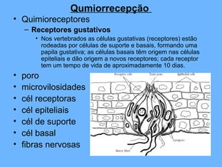 Qumiorrecepção
• Quimioreceptores
– Receptores gustativos
• Nos vertebrados as células gustativas (receptores) estão
rodeadas por células de suporte e basais, formando uma
papila gustativa; as células basais têm origem nas células
epiteliais e dão origem a novos receptores; cada receptor
tem um tempo de vida de aproximadamente 10 dias.
• poro
• microvilosidades
• cél receptoras
• cél epiteliais
• cél de suporte
• cél basal
• fibras nervosas
 