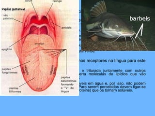 • Na espécie humana existem cerca de 3000 papilas cada uma com
100 células receptoras.
• Apesar da nossa experiência sugerir a existência de diversos
sabores, estas sensações podem ser agrupadas em 4 “palavras”:
– Doce: alimentos ricos em calorias, logo absorvidos;
– Salgado: essencialmente para manter o equilíbrio hídrico e também
porque perdemos sais na sudorese;
– Amargo: associamos a veneno, ou seja, substâncias tóxicas: rejeição;
– Azedo: identifica, por exemplo, fruta verde!
• Relativamente à gordura, não temos receptores na língua para este
estímulo;
– Assim a gordura é consumida e triturada juntamente com outros
alimentos. Quando triturada liberta moléculas de lipídios que vão
estimular a mucosa nasal (olfato);
– No entanto, lipídios não são solúveis em água e, por isso, não podem
estimular os nossos receptores. Para serem percebidos devem ligar-se
às proteínas OBP(odor binding proteins) que os tornam solúveis.
 