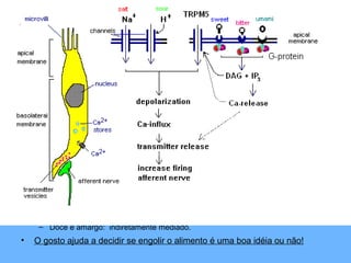 Como interagem as moléculas com a
membrana para produzir sabores distintos?
• Cada célula receptora reage a um estímulo particular e cada classe de
estímulos gustativos ativam uma via celular distinta.
– Substâncias, como o NaCl, dissociam-se rapidamente em H2O e o íon passa
através dos canais de sódio, provocando a despolarização da membrana;
– Os estímulos azedos, caracterizados por um excesso de H+, atuam no mesmo
canal que os salgados, ou bloqueando os canais de potássio (em qualquer dos
casos a membrana é despolarizada);
– Os compostos doces ligam-se a receptores de membrana originando uma
cascata intracelular que vai fechar os canais de potássio (ou de sódio);
– Algumas substâncias amargas tal como o Ca++, fecham também os canais de
potássio, provocando a despolarização. Pensa-se que tanto o doce como o
amargo atuam sobre a proteína G e que esta ativa outra entidade que produz o
2º mensageiro. Em qualquer dos casos o evento inicial no receptor origina um
aumento da concentração de Ca++ intracelular, o que provoca um aumento na
quantidade de neurotransmissor liberado.
• Em suma:
– Salgado e azedo: diretamente mediado;
– Doce e amargo: indiretamente mediado.
• O gosto ajuda a decidir se engolir o alimento é uma boa idéia ou não!
 