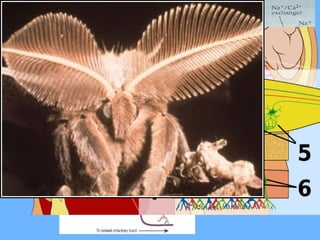 Receptores olfativos
• Nos vertebrados os receptores olfativos encontram-se no interior da
cavidade nasal;
– Cada neurônio receptor tem um longo e fino dendrito que termina numa
pequena protuberância na superfície. Desta protuberância partem cílios
que estão cobertos por muco.
– É nos cílios que ocorre a transdução da informação.
• Os neurônios olfativos são renovados mensalmente ou a cada 2
meses!
Mecanismo de transdução olfativo
 