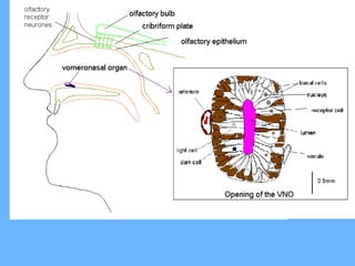 • Nos neurônios olfativos dos mamíferos, 1000 receptores (3%
dos genes humanos) são capazes de reconhecer 10000 odores
distintos! Cada odor é codificado por uma combinação única
de vários receptores.
Mecanorrecepção
Estruturas e Mecanismos de transdução
• Mecanorrecepção
– A capacidade de sentir o contacto físico deve-se aos
mecanoreceptores que possuímos na superfície corporal.
– Quinocílio
– Esterocílios : dispostos por tamanho
– Sinapse eferente inibitória
– Sinapse aferente excitatória
 