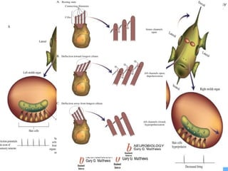 Célula ciliada
• As células ciliadas são mecanoreceptores
extremamente sensíveis, responsáveis por transduzir
estímulos mecânicos em sinais elétricos.
• Pensa-se que a ativação dos mecanoreceptores se dá
por angulação da zona ciliada.
– Quando os cílios sofrem um ângulo, dá-se o aumento do
diâmetro dos canais de Ca ++, o que provoca a despolarização
da membrana.
– Assim, conforme a angulação se dá para um lado ou para outro,
há despolarização ou hiperpolarização da célula
• O 1º caso ocorre quando a angulação se dá para o lado do
quinócilio;
• O 2º caso ocorre quando a angulação se dá para o lado dos
esterocílios.
 