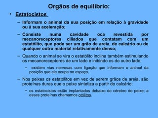Orgãos de equilíbrio:
• Estatocistos
– Informam o animal da sua posição em relação à gravidade
ou à sua aceleração;
– Consiste numa cavidade oca revestida por
mecanoreceptores ciliados que contatam com um
estatólito, que pode ser um grão de areia, de calcário ou de
qualquer outro material relativamente denso;
– Quando o animal se vira o estatólito inclina também estimulando
os mecanoreceptores de um lado e inibindo os do outro lado;
• existem vias nervosas com ligação que informam o animal da
posição que ele ocupa no espaço.
– Nos peixes os estatólitos em vez de serem grãos de areia, são
proteínas duras que o peixe sintetiza a partir do calcário;
• os estatocistos estão implantados debaixo do cérebro do peixe; a
essas proteínas chamamos otólitos.
 
