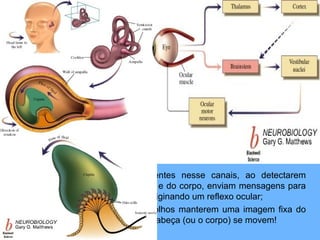 Equilíbrio em vertebrados
• O equilíbrio em vertebrados é da responsabilidade do
utrículo, canais semicirculares e sáculo (ver figura de
baixo).
• O bipedalismo está relacionado com os canais
semicirculares;
– As células ciliadas presentes nesse canais, ao detectarem
deslocamentos da cabeça e do corpo, enviam mensagens para
os músculos dos olhos , originando um reflexo ocular;
– Este reflexo permite aos olhos manterem uma imagem fixa do
mundo mesmo quando a cabeça (ou o corpo) se movem!
 