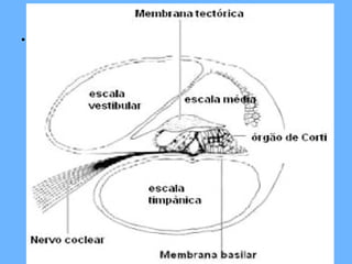 Estrutura e função da cóclea
• A cóclea está dividida em 3 compartimentos
longitudinais;
– 2 compartimentos exteriores – câmara timpânica e câmara
vestibular, que estão cheios de perilinfa (alta concentração de
Na+ e baixa concentração de K+).
– Entre estes dois compartimentos, e delimitado pela membrana
basilar e pela membrana de Reissner, está o 3º compartimento,
a câmara média, que está cheia de endolinfa (alta concentração
de K+ e baixa concentração de Na+);
– É neste último compartimento que se encontra o órgão de
Corti.
 
