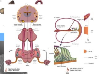 Transdução auditiva : mecano-química-elétrica
• A transdução dá-se a nível da cóclea;
– Membrana basilar
• Estribo vibra → líquido do ouvido interno vibra →
membrana basilar vibra → membrana tectorial vibra
• Estímulo → membrana tectorial vibra → angulação dos
cílios → despolarização
– A transdução dá-se então ao nível das células ciliadas :
 