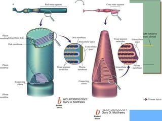 Fotoreceptores :
• As células são de dois tipos:
– bastonetes : estimulados com muito pouca luz (à noite), sendo por isso
muito mais sensíveis;
– cones : só são excitados com muita luz e permitem a visão a cores;
• Vermelho + azul + verde – todas as cores possíveis.
– Existem fotopigmentos sensíveis a três tipos de cores, cuja combinação
resulta em todas as milhões de cores que somos capazes de distinguir.
– Quer os cones quer os bastonetes contêm camadas externas que se
vão sobrepondo umas às outras, sendo aí que se localizam os
fotopigmentos. Assim a parte mais sensível à luz está localizada no
exterior, quer nos cones quer nos bastonetes.
– Só vêm a cores os animais que têm fóvea, onde estão 90% dos cones;
na restante retina estão os bastonetes.
• A resposta electrofisiológica ao estímulo luminoso é diferente em
vertebrados e invertebrados:
– os vertebrados respondem com uma hiperpolarização;
– os invertebrados respondem com uma despolarização das membranas;
• Os fotoreceptores da retina recebem a luz e procedem à
transmissão sináptica a duas camadas de nervos – bipolares e
ganglionares – que estão à frente da retina.
– Destes a informação segue no sentido posterior para o nervo.
 