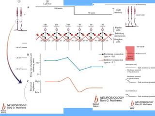 • Assim:
– Quando há luz a produção de neurotransmissor é
inibida: as células hiperpolarizam, fecham os canais
de K+ (há despolarização) e as células bipolares e
ganglionares despolarizam, criando um impulso.
– Se não houver luz, há produção neurotransmissores:
os canais de K+ abrem e não se dá a despolarização
das outras células.
• Em suma:
– Hiperpolarizar os receptores é despolarizar as outras
células condutoras, de modo, que a luz é transferida
para o SNC.
– Quando não há luz essa células fotoreceptoras
despolarizam, isso faz com que as células bipolares e
as células ganglionares hiperpolarizem, não gerando
sinal para o SNC.
 