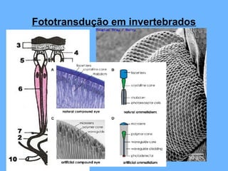 Fototransdução em invertebrados
 