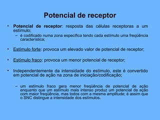 Potencial de receptor
• Potencial de receptor: resposta das células receptoras a um
estímulo;
– é codificado numa zona específica tendo cada estímulo uma freqüência
característica;
• Estímulo forte: provoca um elevado valor de potencial de receptor;
• Estímulo fraco: provoca um menor potencial de receptor;
• Independentemente da intensidade do estímulo, este é convertido
em potencial de ação na zona de iniciação/codificação;
– um estímulo fraco gera menor freqüência de potencial de ação
enquanto que um estímulo mais intenso produz um potencial de ação
com maior freqüência, mas todos com a mesma amplitude; é assim que
o SNC distingue a intensidade dos estímulos.
 