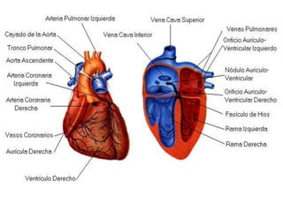 Fisiología Sistema Cardíaco 2