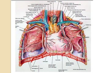 Fisiología Sistema Cardíaco 2