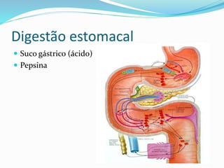 Digestão estomacal 
 Suco gástrico (ácido) 
 Pepsina 
 