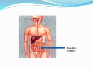 Intestino 
Delgado 
 