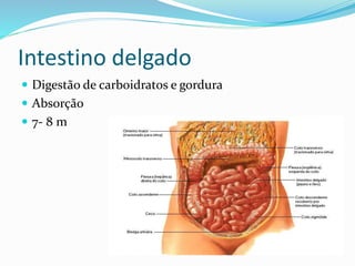Intestino delgado 
 Digestão de carboidratos e gordura 
 Absorção 
 7- 8 m 
 