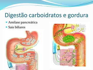 Digestão carboidratos e gordura 
 Amilase pancreática 
 Sais biliares 
 