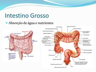 Intestino Grosso 
 Absorção de água e nutrientes 
 