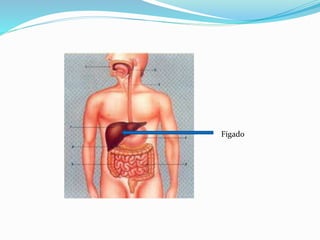 Fígado 
 