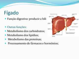 Fígado 
 Função digestiva: produzir a bili 
 Outras funções: 
 Metabolismo dos carboidratos; 
 Metabolismo dos lipídios; 
 Metabolismo das proteínas; 
 Processamento de fármacos e hormônios; 
 