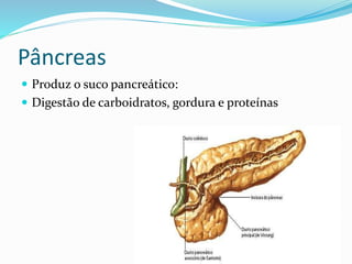 Pâncreas 
 Produz o suco pancreático: 
 Digestão de carboidratos, gordura e proteínas 
 