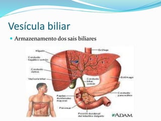Vesícula biliar 
 Armazenamento dos sais biliares 
 