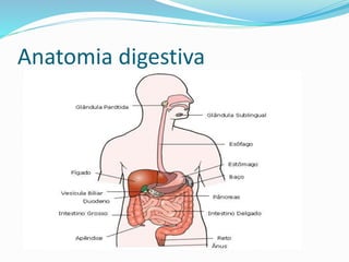 Anatomia digestiva 
 