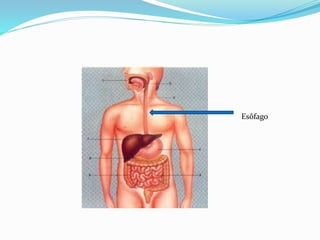 Esôfago 
 